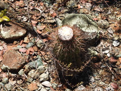 Melocactus curvispinus koolwijkianus