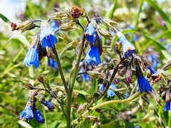 Symphytum caucasicum