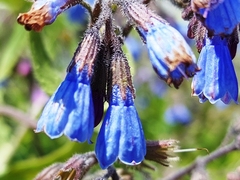 Symphytum caucasicum