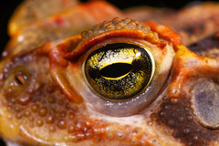 Rhinella