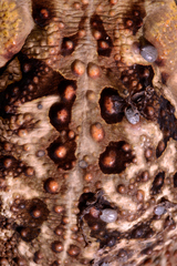 Rhinella
