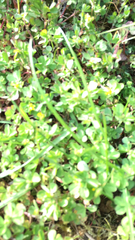 Trifolium dubium