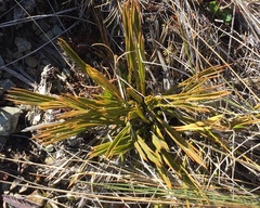 Aciphylla montana