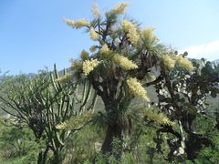Beaucarnea