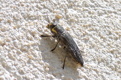 Buprestinae