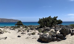 Juniperus macrocarpa