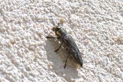 Buprestinae