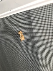 Korscheltellus lupulina