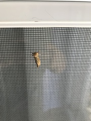 Korscheltellus lupulina