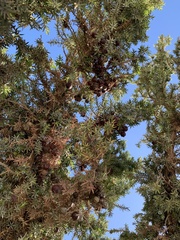 Juniperus macrocarpa