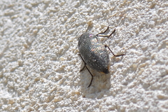 Buprestinae