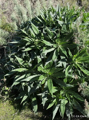 Echium candicans