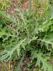 Cirsium vulgare