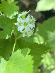 Physocarpus malvaceus