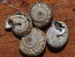 Xerosecta reboudiana