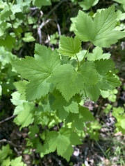 Physocarpus malvaceus