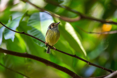 Myiornis auricularis