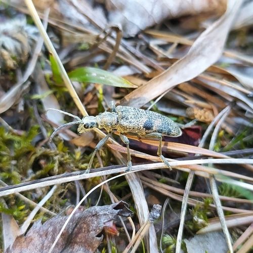 Blackspotted Longhorn Beetle photo 3