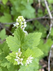 Physocarpus malvaceus