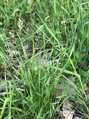 Anthoxanthum odoratum
