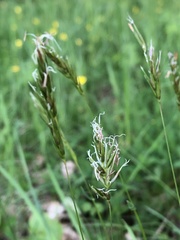 Anthoxanthum odoratum
