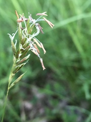 Anthoxanthum odoratum