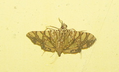 Glyphodes caesalis