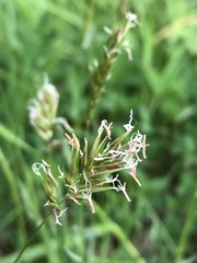 Anthoxanthum odoratum