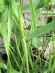 Anthoxanthum odoratum
