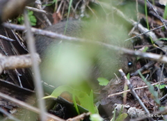 Microtus californicus