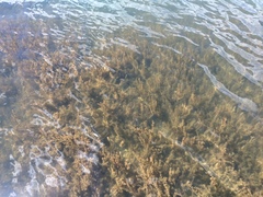 Hydrilla
