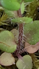 Pterostegia drymarioides