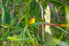 Geothlypis velata