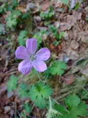 Geranium crenatifolium