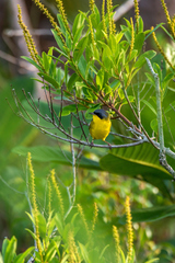 Geothlypis velata