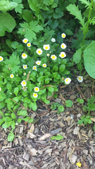 Bellis perennis