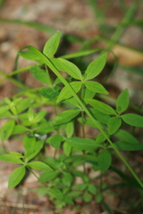 Galium lanceolatum