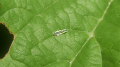 Motschulskyia serrata