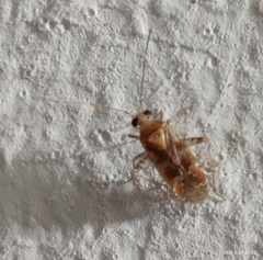 Phytocoris pinihalepensis