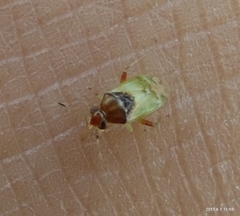 Pinalitus conspurcatus