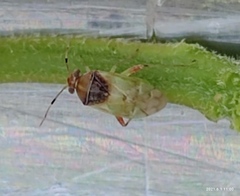 Pinalitus conspurcatus