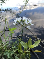 Cardamine amara
