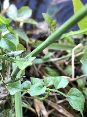 Cardamine amara