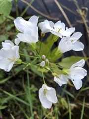 Cardamine amara