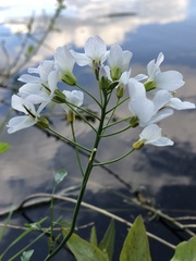 Cardamine amara