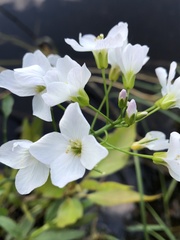 Cardamine amara
