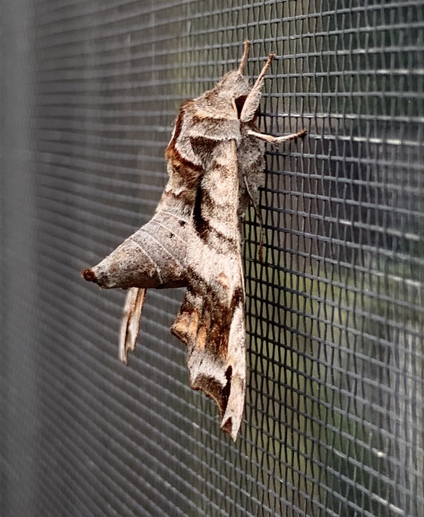 Lettered Sphinx in June 2021 by averagewalrus · iNaturalist