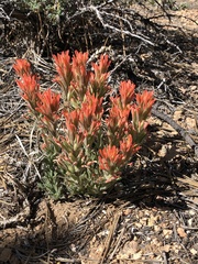 Castilleja scabrida