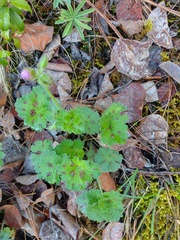 Geranium crenatifolium