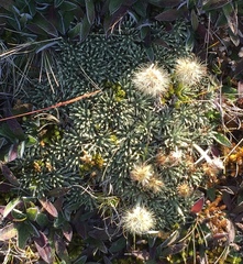 Celmisia sessiliflora